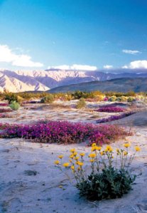 lavender-blooming-in-the-desert